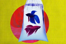 Two colorful betta fish, one blue and one red, swimming in a clear plastic bag against a bright yellow and red abstract background.